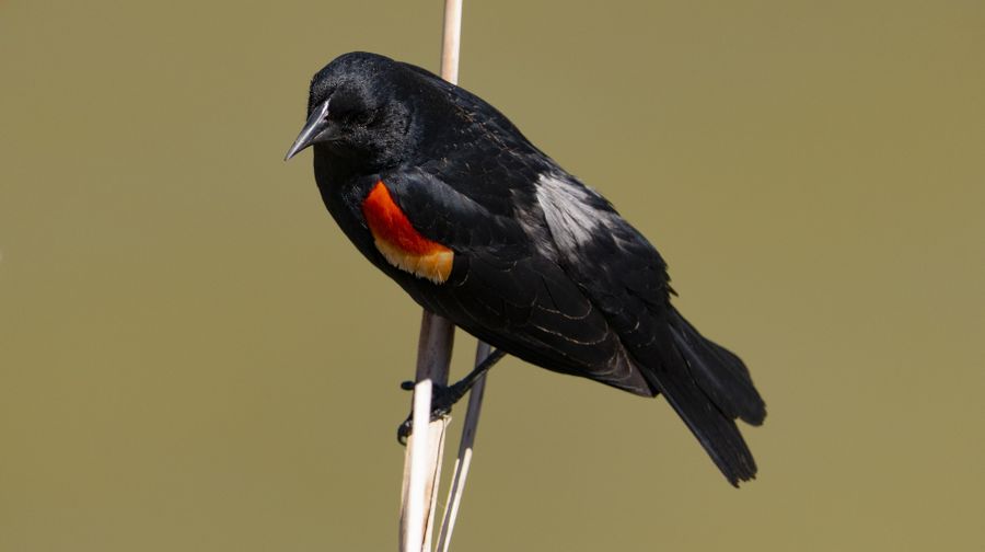 Redwing Blackbird